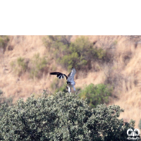 گونه عقاب پر پا Booted Eagle 